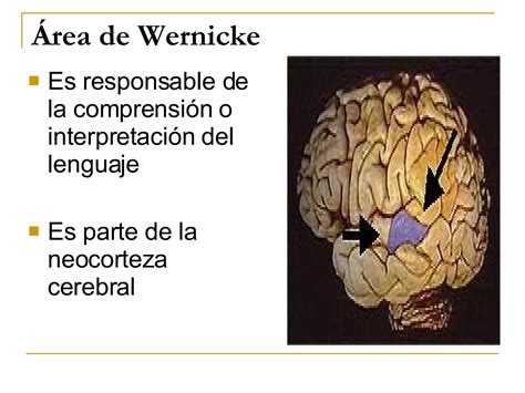 El Cerebro Y El Proceso De Aprender Ppt