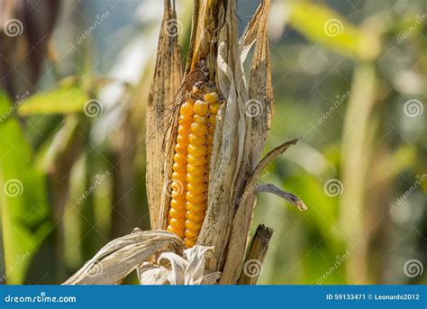 Ripe Corn On The Stalk In The Field Agriculture Stock Image Image