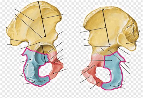 Squio Osso Do Quadril Pubis Pelve Anatomia Outros Diversos Ngulo