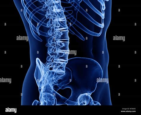 3d Rendered Medically Accurate Illustration Of The Lumbar Spine Stock