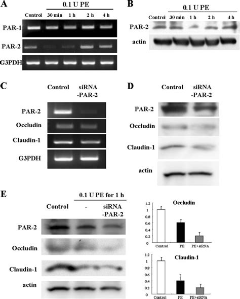 Rt Pcr And Western Blotting Analyses A Rt Pcr For Par 1 And 2 And