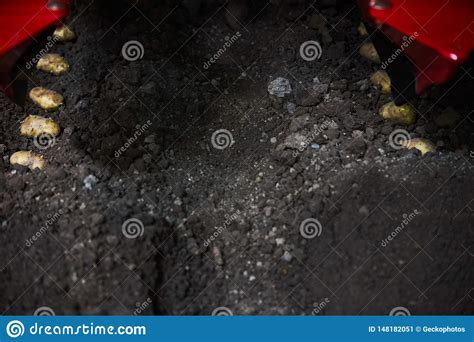 Tub Rculos De La Patata Y M Quina Del Cultivador En Surcos En Un Campo