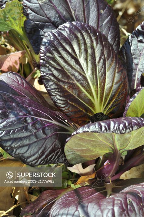 Bok Choi Pak Choi Rosie An F1 Hybrid With Maroon Leaves Compact