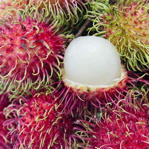 Rambutan Fun Food Facts Foodnsport Home Of The 801010 Diet By Dr