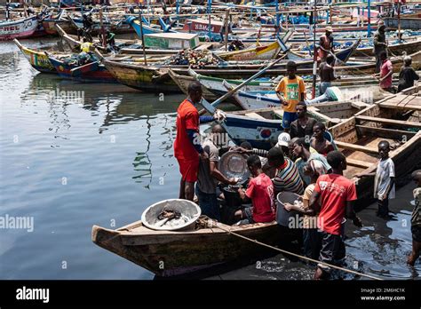 Fisherman With Catch In Fishing Boat Fish Market Fishing Port Elmina