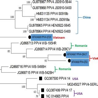 Phylogenetic Tree Constructed Based On Nearly Complete Genome Sequences