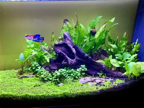 Low Tech Fluval 5g R PlantedTank