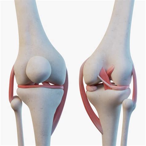 3D Knee Models TurboSquid