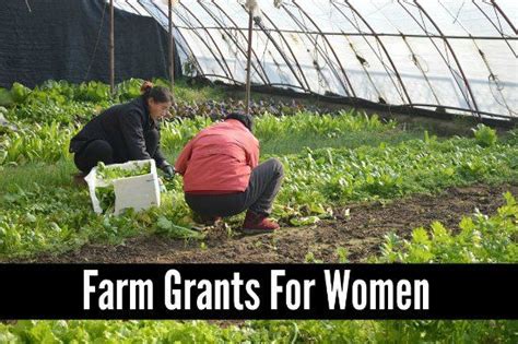 Farm Grants For Females 2021 21 Grants Business Yield Backyard