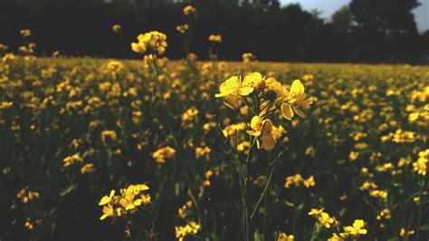 Awesome Dark Flower Focused Green Musted Sky Theme Yellow