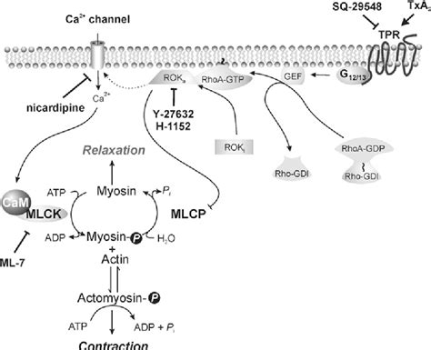 Figure 10 From Thromboxane A2 Induced Contraction Of Rat Caudal