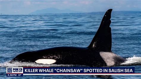 Famous Orca Known As Chainsaw Spotted In Salish Sea Youtube