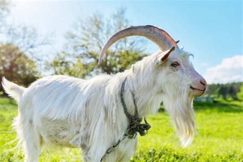 Cashmere Goat Characteristics: Facts and Profile