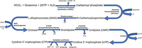 Figure summarising the role of (A) glutamine and glutamate synthesis,... | Download Scientific ...