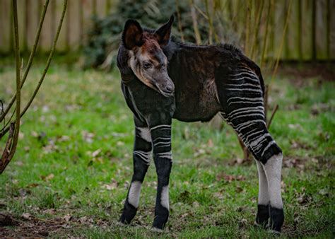 Okapi Zooborns