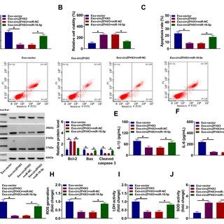 Upregulation Of MiR 16 5p Abolished The Effect Of Exo CircZFHX3 On Cell