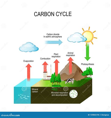 Carbon Cycle Cartoon Vector | CartoonDealer.com #53792749