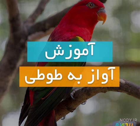 عکس طوطی آوازه خوان عکس نودی