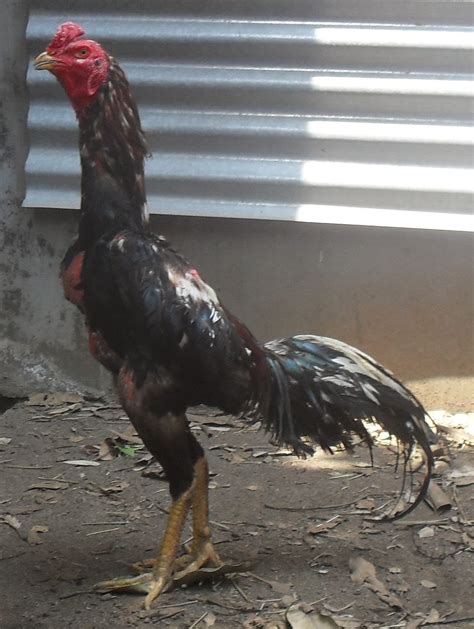 Ayam Aduan Bangkok Saigon Birma Foto Foto Jago