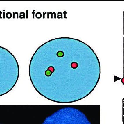 Cytogenetic techniques most commonly used, and advantages and ...