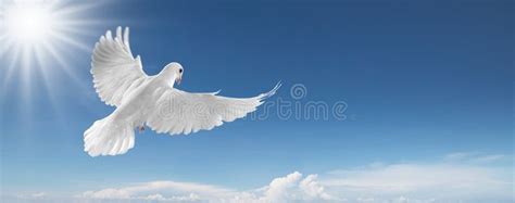 White dove in the sky. White dove flying on clear blue sky , #spon, #sky, #dove, #White, #blue ...