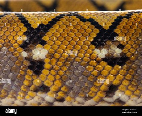 Full Frame Macro Shot Of Skin From Beautiful Reticulated Python Aka