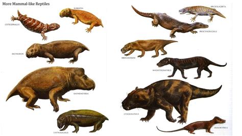 5 Ancient Mammal Like Reptiles Some Of The Earliest Known Ancestors