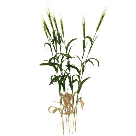 3d Wheat Plant Model