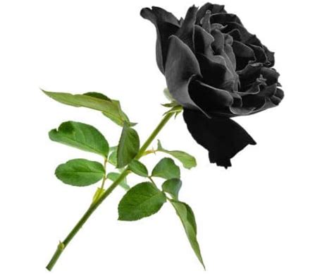 El SIGINIFICADO De Las ROSAS NEGRAS Y Su Simbolismo