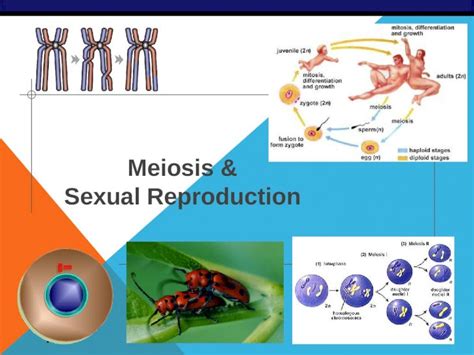 Ppt 2006 2007 Meiosis And Sexual Reproduction Cell Division Asexual Reproduction Mitosis