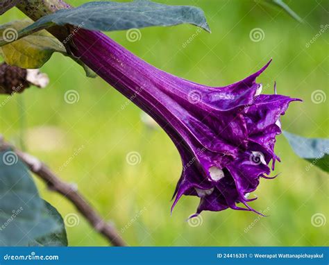 Datura Flower Royalty-Free Stock Photography | CartoonDealer.com #24615041