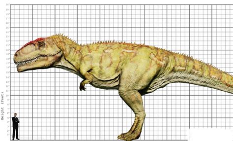 My Giganotosaurus size comparison by EthanThomas2022 on DeviantArt