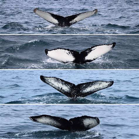 Instagram Whale Tails Iceland Whale Watching Hauganes Tours