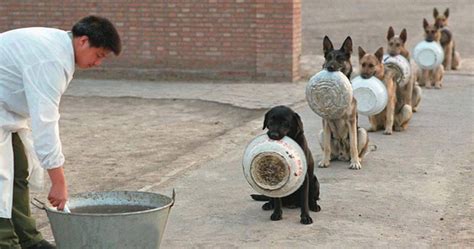 Police Dogs In China Waiting For Food Are Better In Lines Than Most People | Bored Panda