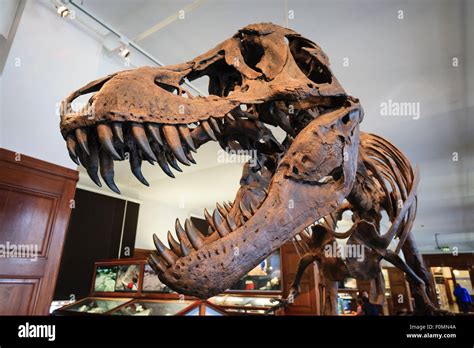 Tyrannosaurus rex skeleton on exhibit in Natural History Museum ...