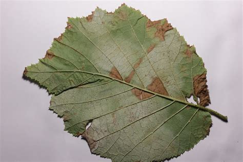 Phyllactinia Guttata On Common Hazel Corylus Avellana Flickr