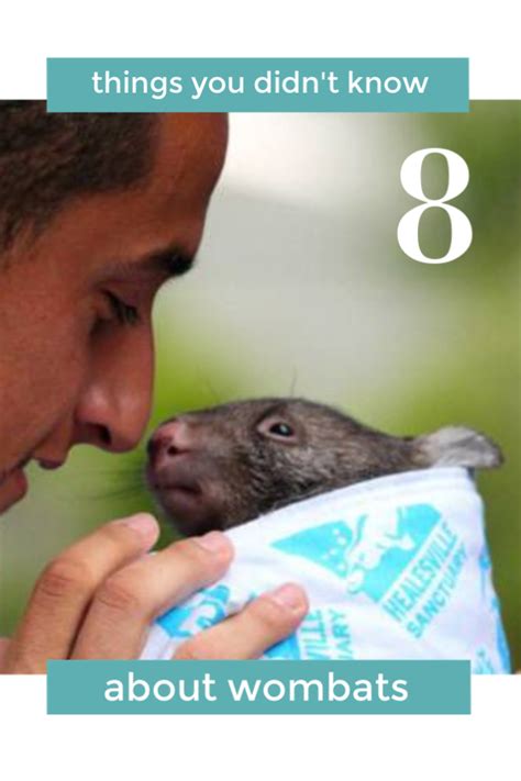 8 Wonderful Facts About Wombats Wombat Animals Koalas