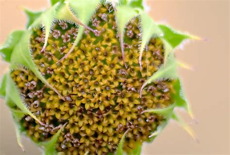 Sunflower Sunday Perspectives And Possibilities
