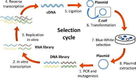 Scheme Of The First Selection Cycle The Selection Cycle Consists Of