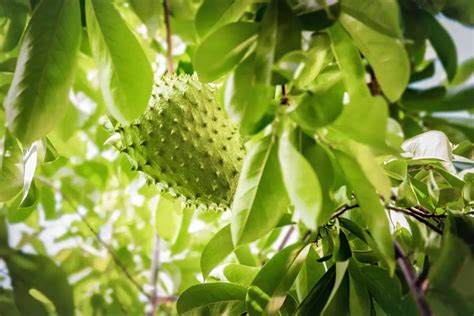 Guanabana Para Que Sirve Que Es Beneficios Tipos Vitamina Y M S