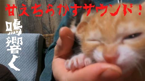 【asmr】子猫のゴロゴロチュパチュパに切なくなる。 Youtube