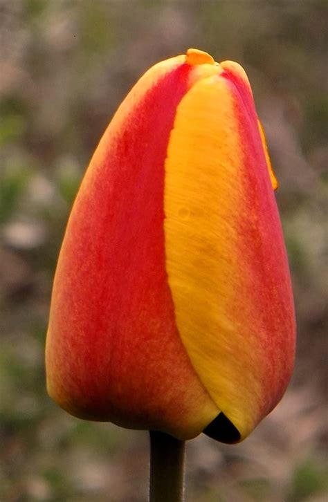 Tulpenzwiebeln Darwin Tulpe Apeldoorn Elite Blumenzwiebeln