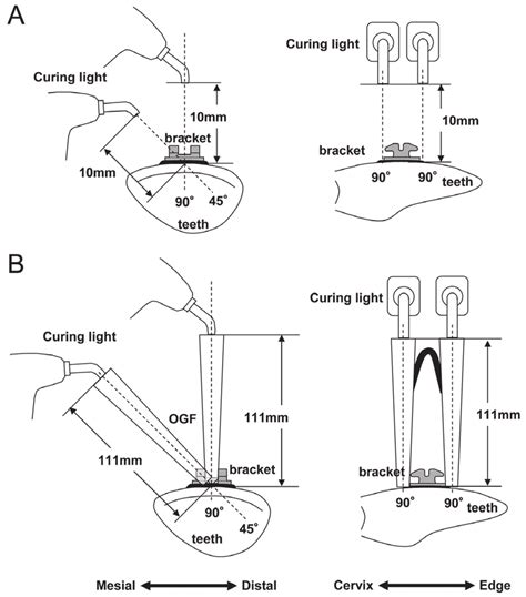 Creation Of Specimens For Shear Bond Strength Testing A Specimens