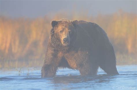 Brown Bear In Fog Photo Alaska Carl Donohue Photography