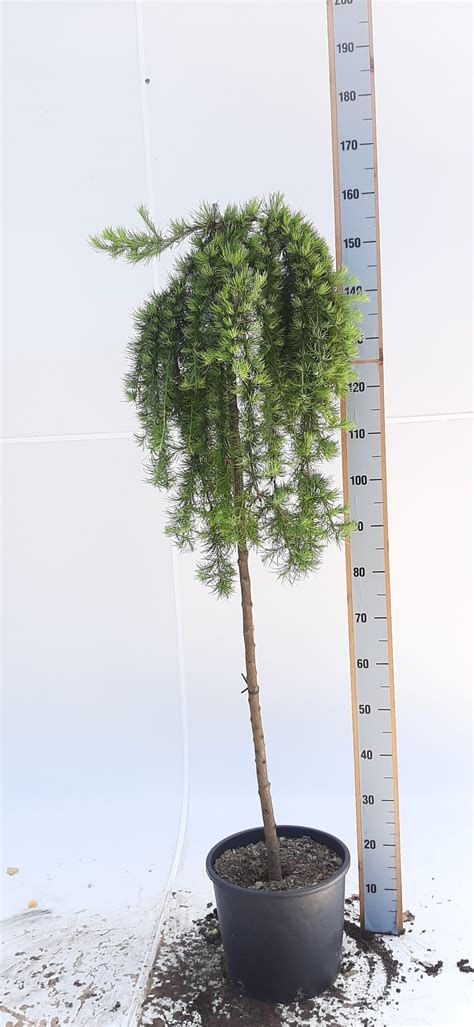 Larix Kaempferi Stiff Weeper Goedkopeolijfbomen Nl