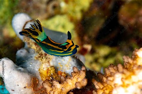 Nembrotha Is A Genus Of Sea Slugs Nudibranchs Marine Gastropod