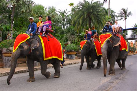 ELEPHANT RIDING | Nongnooch Resort Pattaya Offcial site