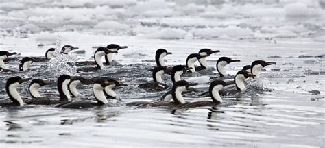 Antarctic Shag (Phalacrocorax bransfieldensis)