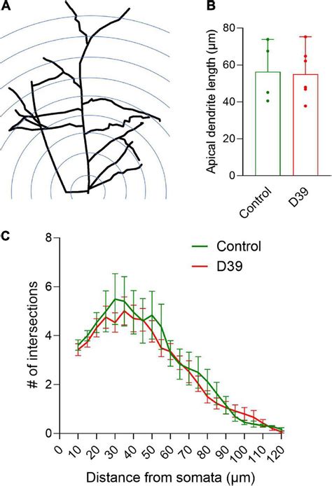 Dendritic Arborization Of Pyramidal Neurons In Layers I Iii A