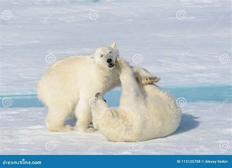 Two Polar Bear Cubs Playing Together on the Ice Stock Photo - Image of pole, outdoors: 113125708